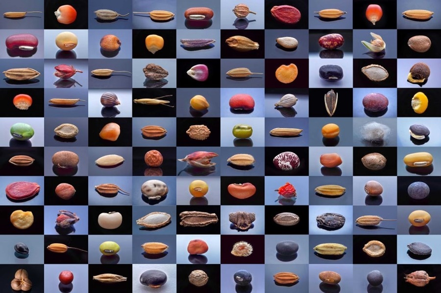 微距鏡頭下，湖南省農(nóng)作物種質資源庫的種子千姿百態(tài)（100個種子拼版照片）。