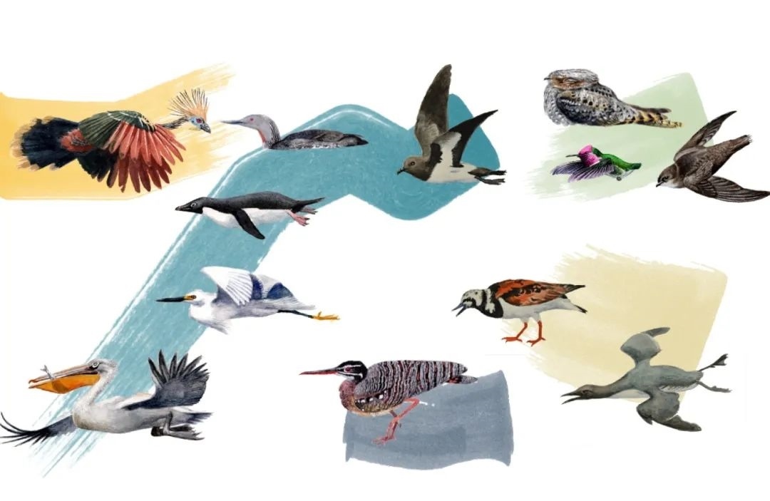 元素鳥類。浙江大學(xué)供圖