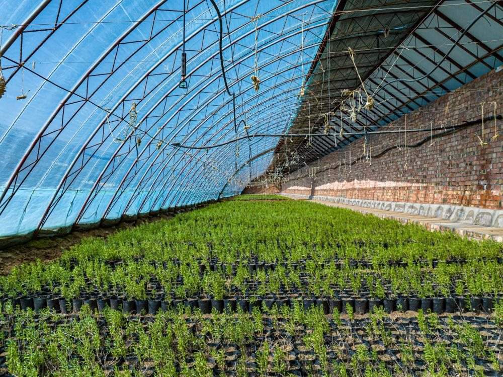 △內(nèi)蒙古一苗圃正在育苗。今年內(nèi)蒙古將投資2200萬(wàn)元保障“三北”工程種苗供應(yīng)，助力打好“三北”工程攻堅(jiān)戰(zhàn)。