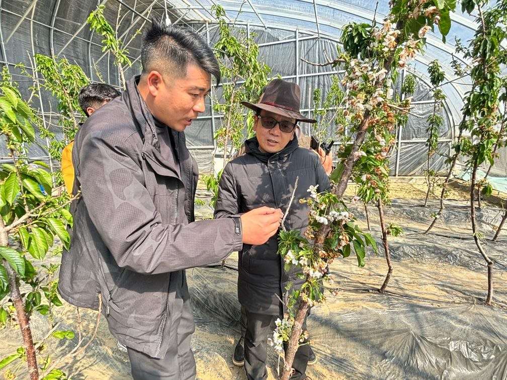 山東援藏小組及技術(shù)人員在大棚查看果蔬長勢。（受訪者供圖）