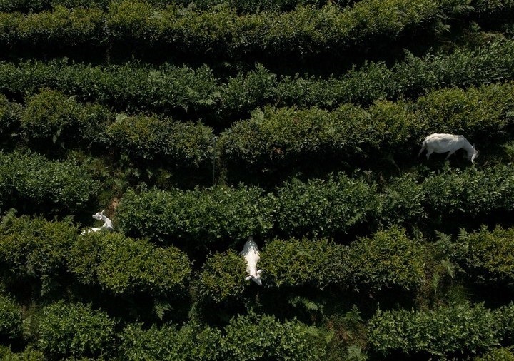 惠明茶園，養(yǎng)羊控草。供圖 共享聯(lián)盟·景寧