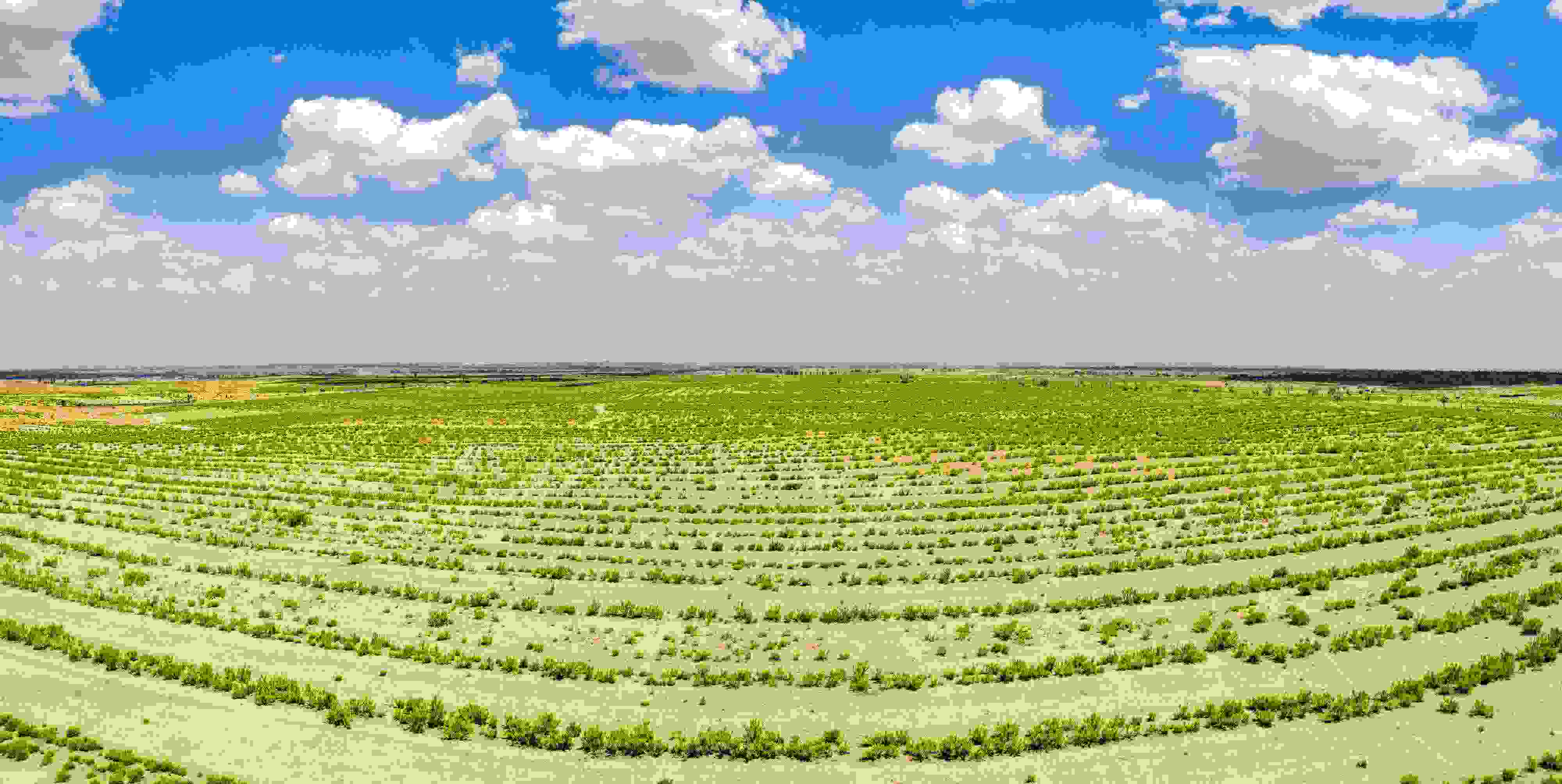 2023年6月7日，內(nèi)蒙古鄂爾多斯，毛烏素沙漠。