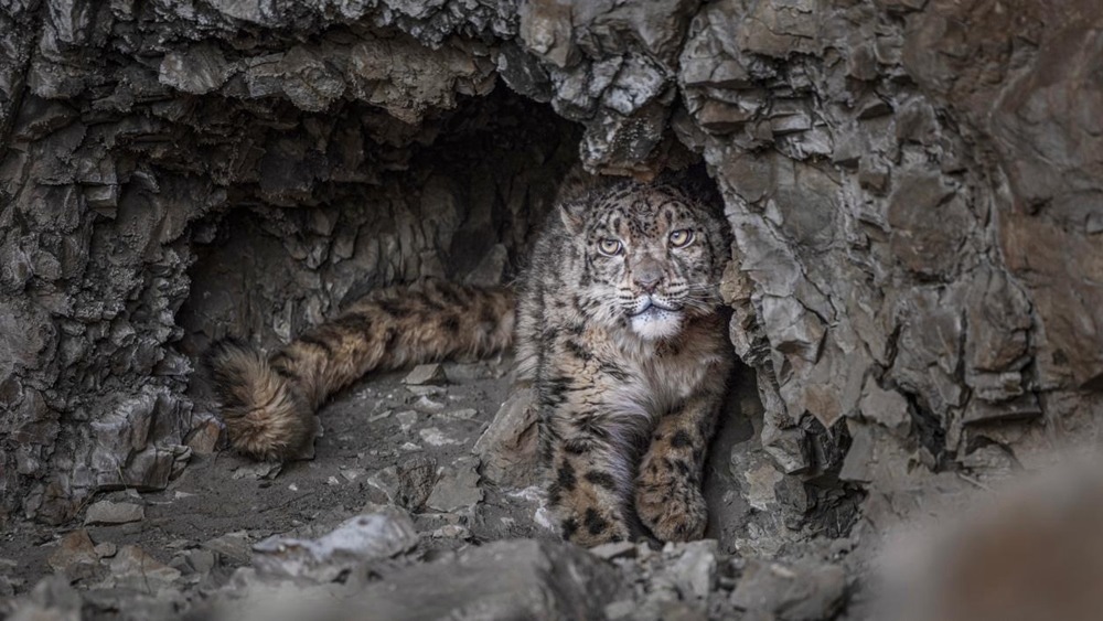 “高原精靈”雪豹。尼瑪多吉攝