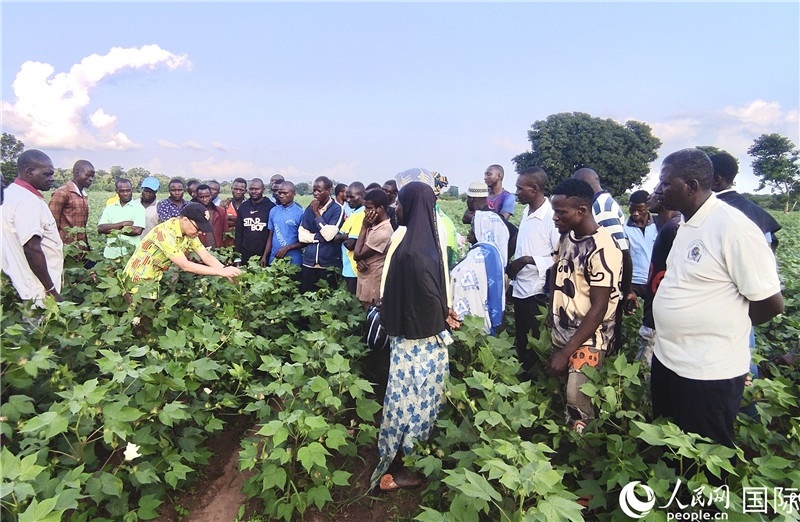 當(dāng)?shù)孛揶r(nóng)紛紛向中國(guó)專家學(xué)習(xí)技術(shù)。人民網(wǎng)記者 黃培昭攝