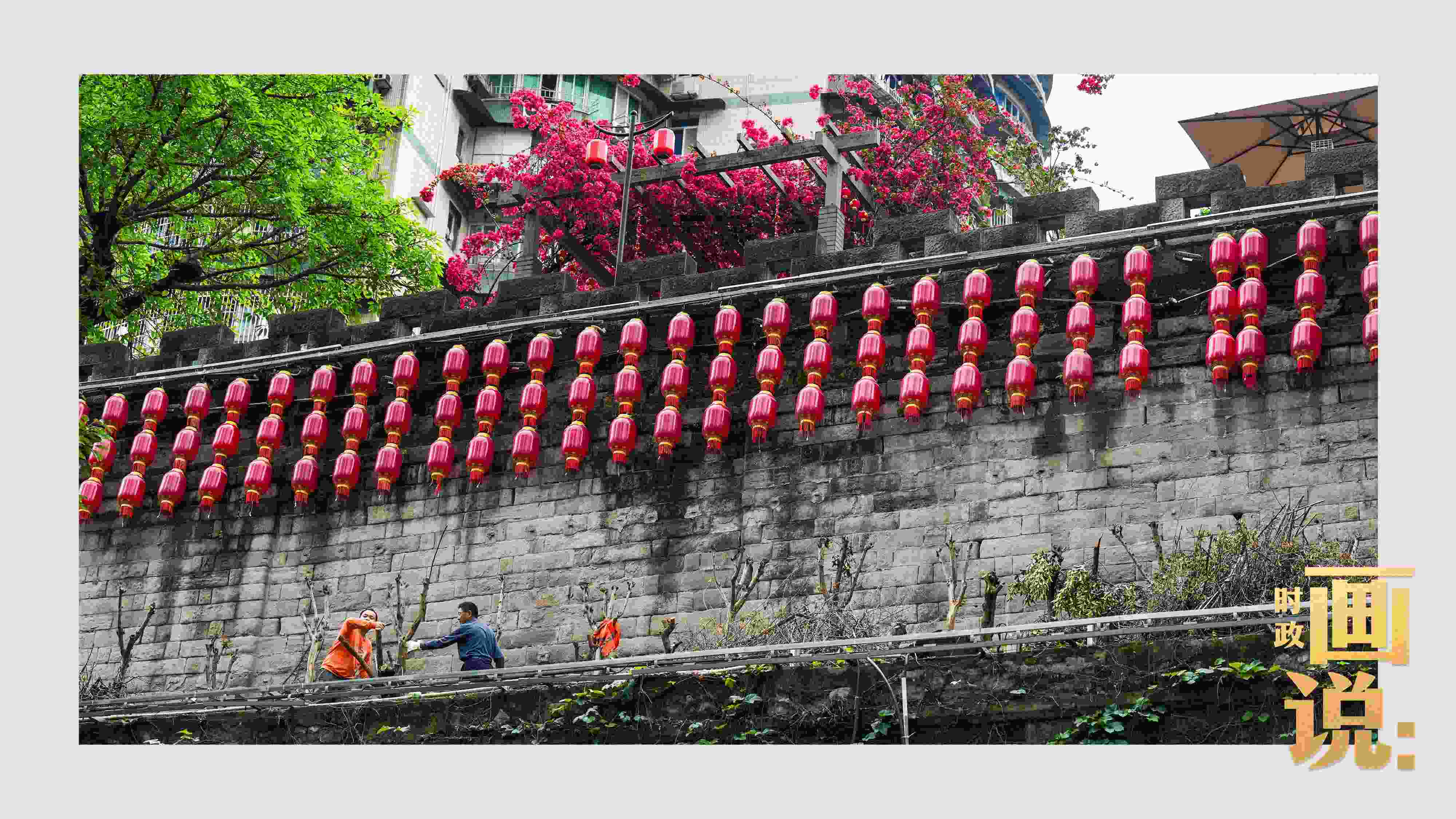 △盛放的三角梅下，園林工人修剪著古老通遠門城墻上的一抹新綠。