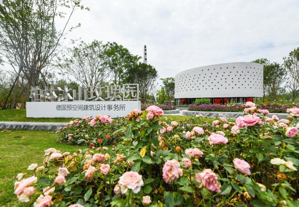 這是2024年4月22日拍攝的成都世園會(huì)主會(huì)場德國柏林冰山玫瑰園。新華社記者 王曦 攝