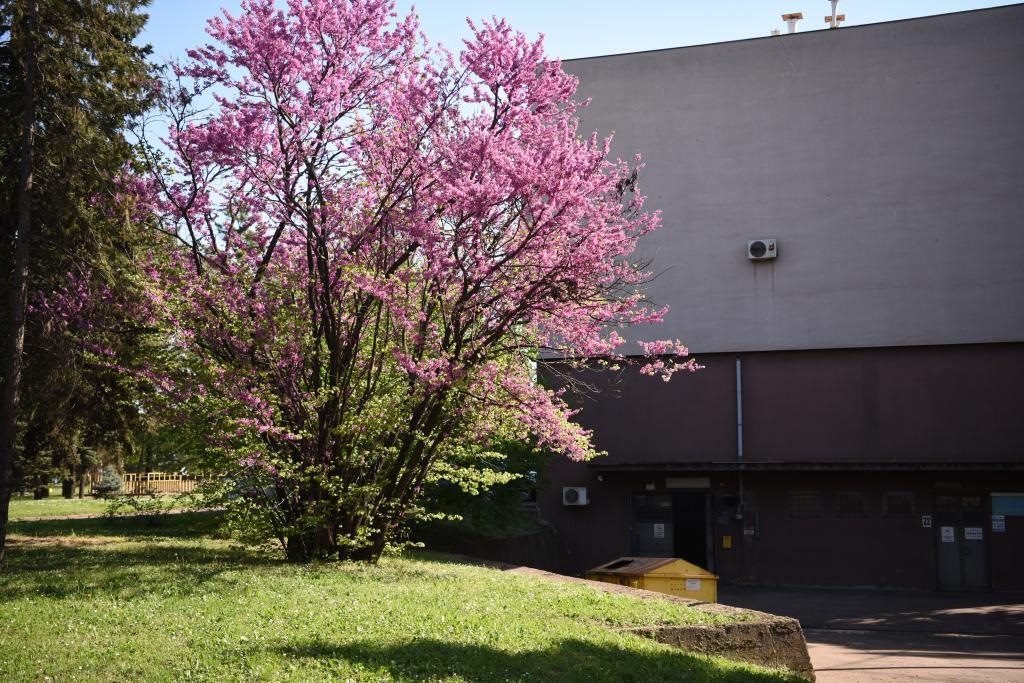 斯梅戴雷沃鋼廠里盛開的南歐紫荊花。