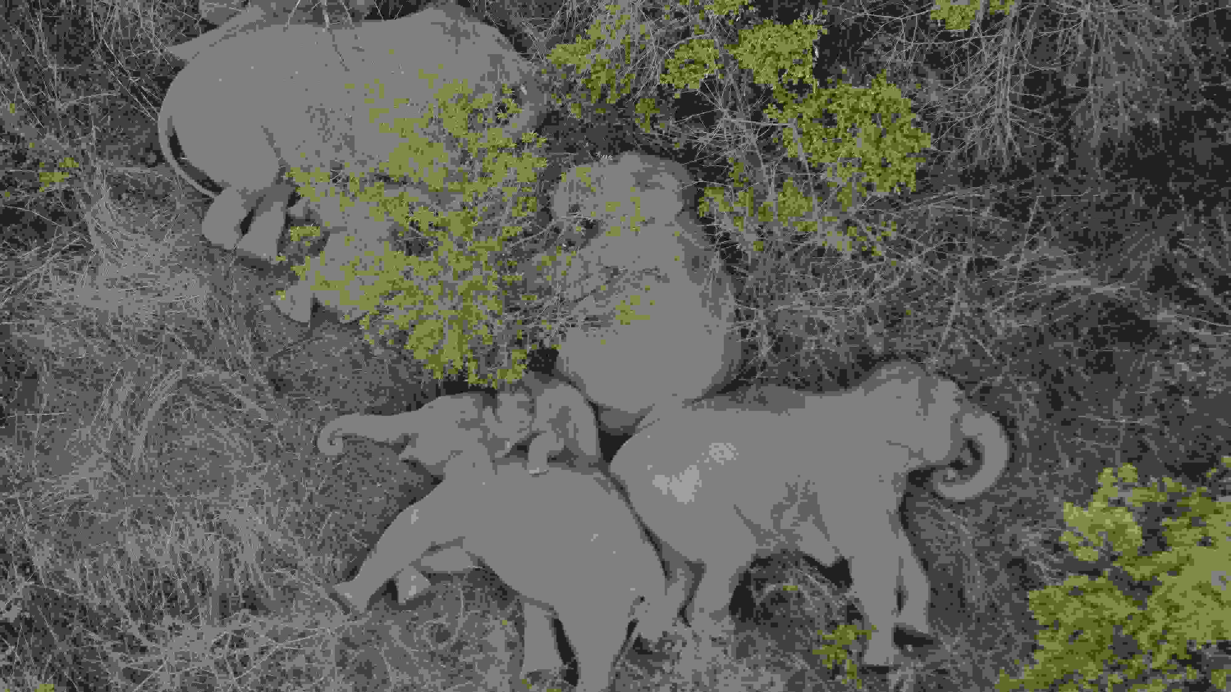 2021年6月7日，航拍顯示亞洲象群在云南省昆明市晉寧區(qū)夕陽鄉(xiāng)山林地里睡覺休息。