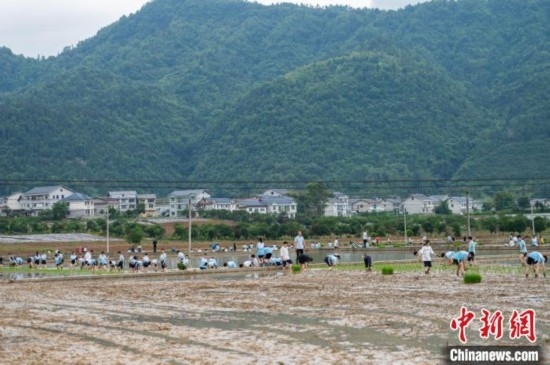 圖為5月21日，綏陽縣旺草中學(xué)學(xué)生在旺草萬畝大壩體驗(yàn)插秧。唐哲 攝