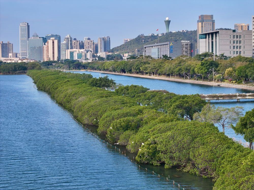 福建廈門筼筜湖紅樹林種植帶（2024年1月24日攝，無人機(jī)照片）。