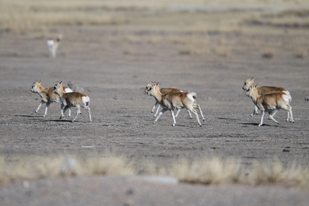 這是1月24日在青海省海北藏族自治州剛察縣哈爾蓋鎮(zhèn)境內(nèi)的草原上拍攝的普氏原羚。新華社記者 張龍 攝