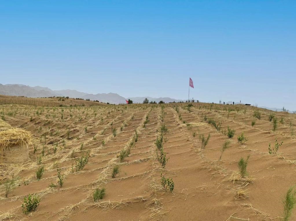 內蒙古巴彥淖爾市杭錦后旗治沙新品種沙木蓼和四翅濱藜苗木示范區(qū)。新華社記者 李云平 攝