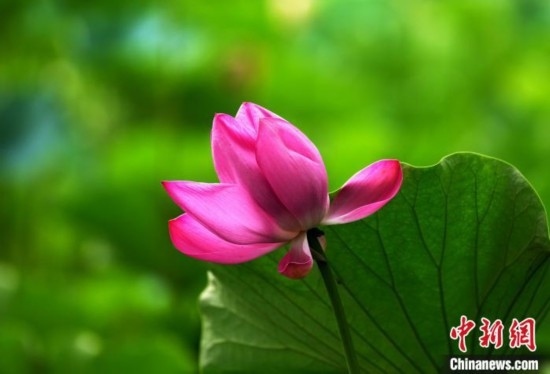 6月19日，時值一年畢業(yè)季，四川大學(xué)望江校區(qū)荷花池里的荷花盛開，成為了畢業(yè)生們的打卡圣地，吸引了眾多畢業(yè)生拍照留念。圖為盛開的荷花。中新社記者 安源 攝