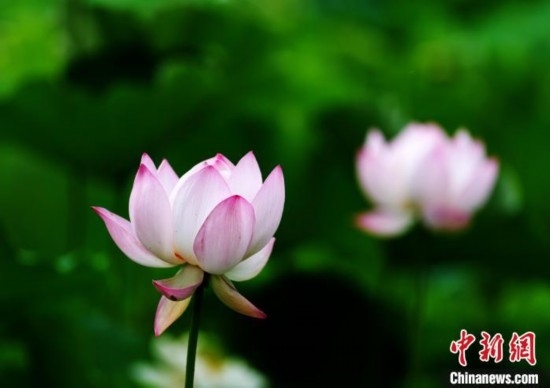 6月19日，時值一年畢業(yè)季，四川大學(xué)望江校區(qū)荷花池里的荷花盛開，成為了畢業(yè)生們的打卡圣地，吸引了眾多畢業(yè)生拍照留念。圖為盛開的荷花。中新社記者 安源 攝