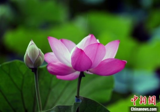 6月19日，時值一年畢業(yè)季，四川大學(xué)望江校區(qū)荷花池里的荷花盛開，成為了畢業(yè)生們的打卡圣地，吸引了眾多畢業(yè)生拍照留念。圖為盛開的荷花。中新社記者 安源 攝