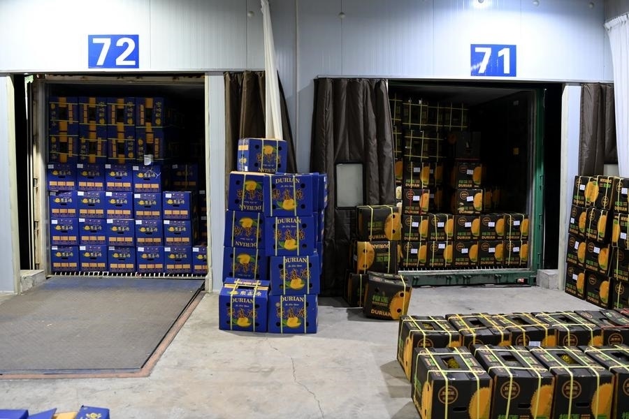 2023年9月12日在廣西憑祥友誼關(guān)口岸拍攝的等待通關(guān)的進(jìn)口榴蓮。新華社記者 曹祎銘 攝