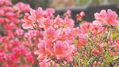 井岡山大學(xué)北區(qū)的生物園內(nèi)，一叢叢映山紅競(jìng)相怒放。井岡山大學(xué)供圖