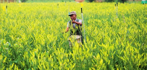 村民在位于山西省大同市云州區(qū)唐家堡村的大同黃花有機標準化種植基地內(nèi)采摘黃花（資料照片）楊晨光攝 / 本刊