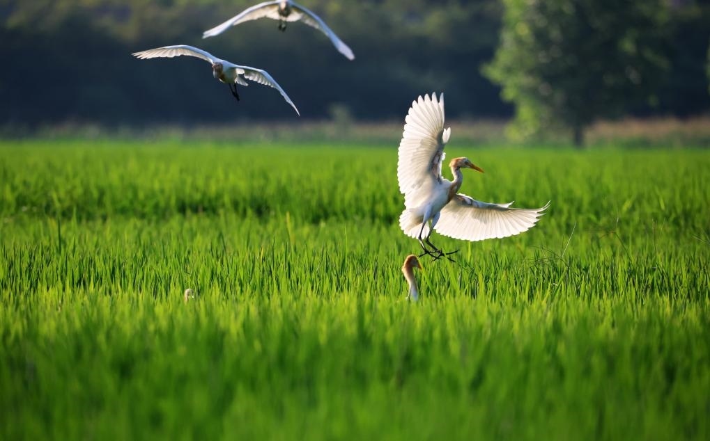 2023年8月7日，鷺鳥在山東省臨沂市郯城縣郯城街道水稻田間飛舞。新華社發(fā)（張春雷 攝）