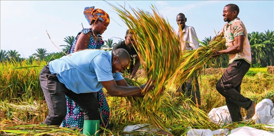 2018 年，中國農(nóng)業(yè)專家組在布隆迪布班扎省吉漢加縣設(shè)立首個水稻減貧示范村。圖為當(dāng)?shù)剞r(nóng)戶在稻田里給雜交水稻脫粒（2023 年 6 月 20 日攝） 韓旭攝 / 本刊