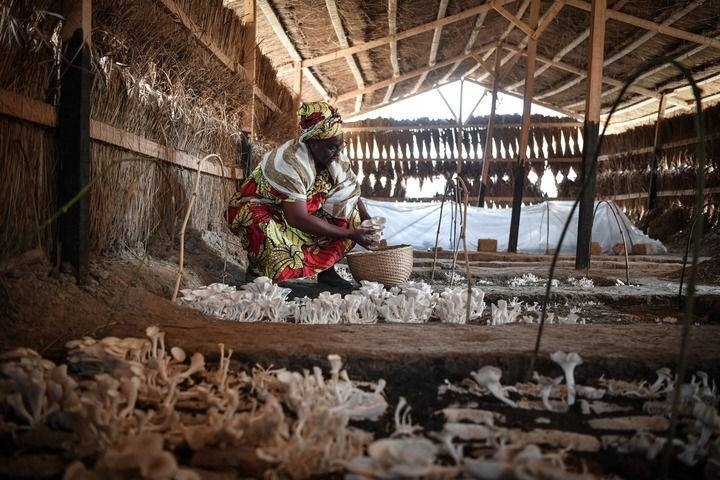 2024年2月6日，在中非共和國(guó)達(dá)馬拉，法蒂瑪在菇棚內(nèi)收獲菌草菇。2022年，法蒂瑪在聽說(shuō)中國(guó)菌草專家在班吉傳授技術(shù)后主動(dòng)前往學(xué)習(xí)，從一間小菌棚起步，逐漸擴(kuò)大為如今小有名氣的合作社。新華社記者 韓旭 攝