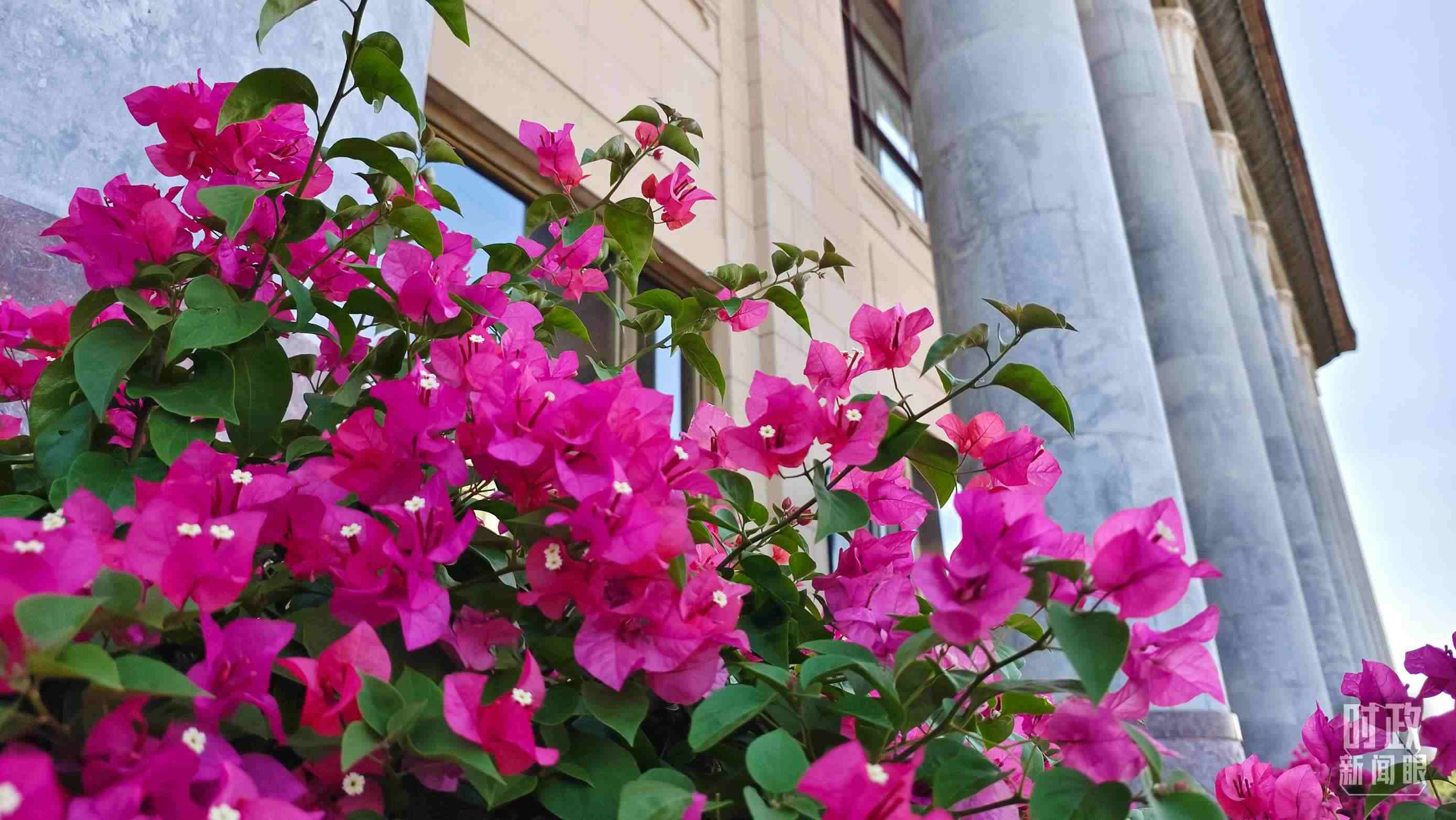 △人民大會堂外花團(tuán)錦簇。（總臺央視記者韓銳拍攝）