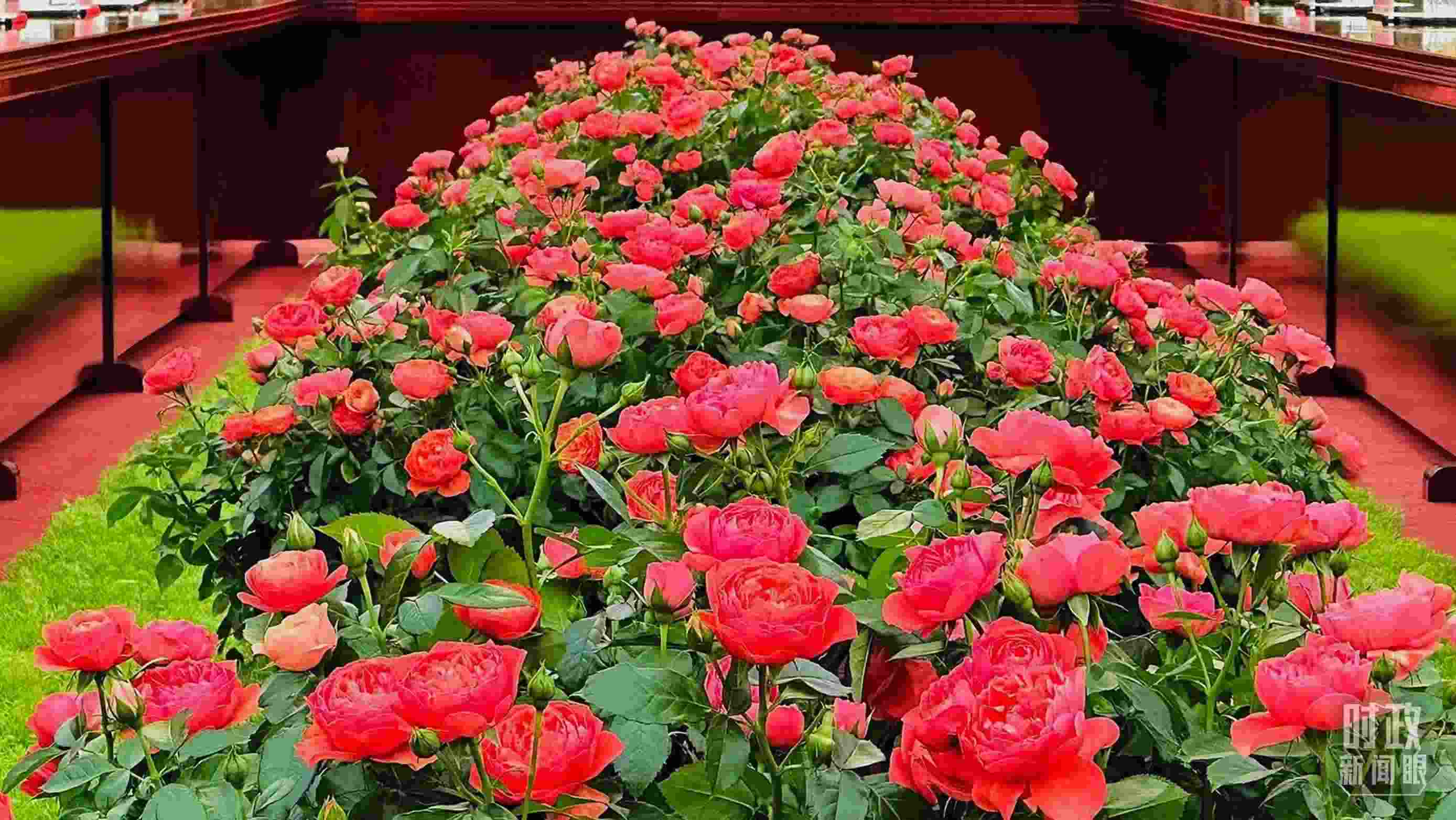 東大廳會(huì)談桌中間擺放的紅果汁月季，象征著蓬勃與堅(jiān)韌。（總臺(tái)央視記者范一鳴拍攝）