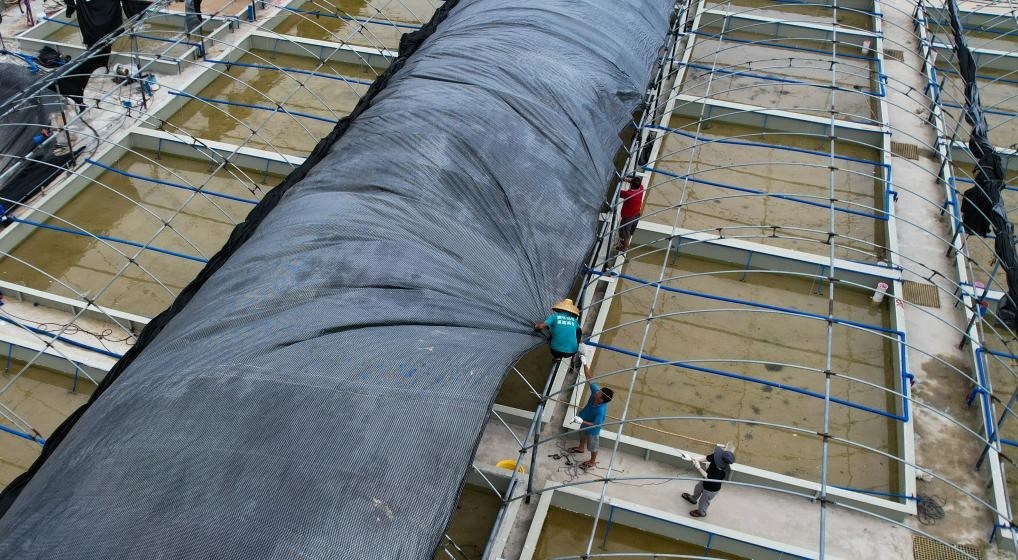 在文昌市翁田鎮(zhèn)的海興農(nóng)翁田蝦苗場，工人重新鋪設(shè)頂棚。無人機照片，新華社記者楊冠宇 攝