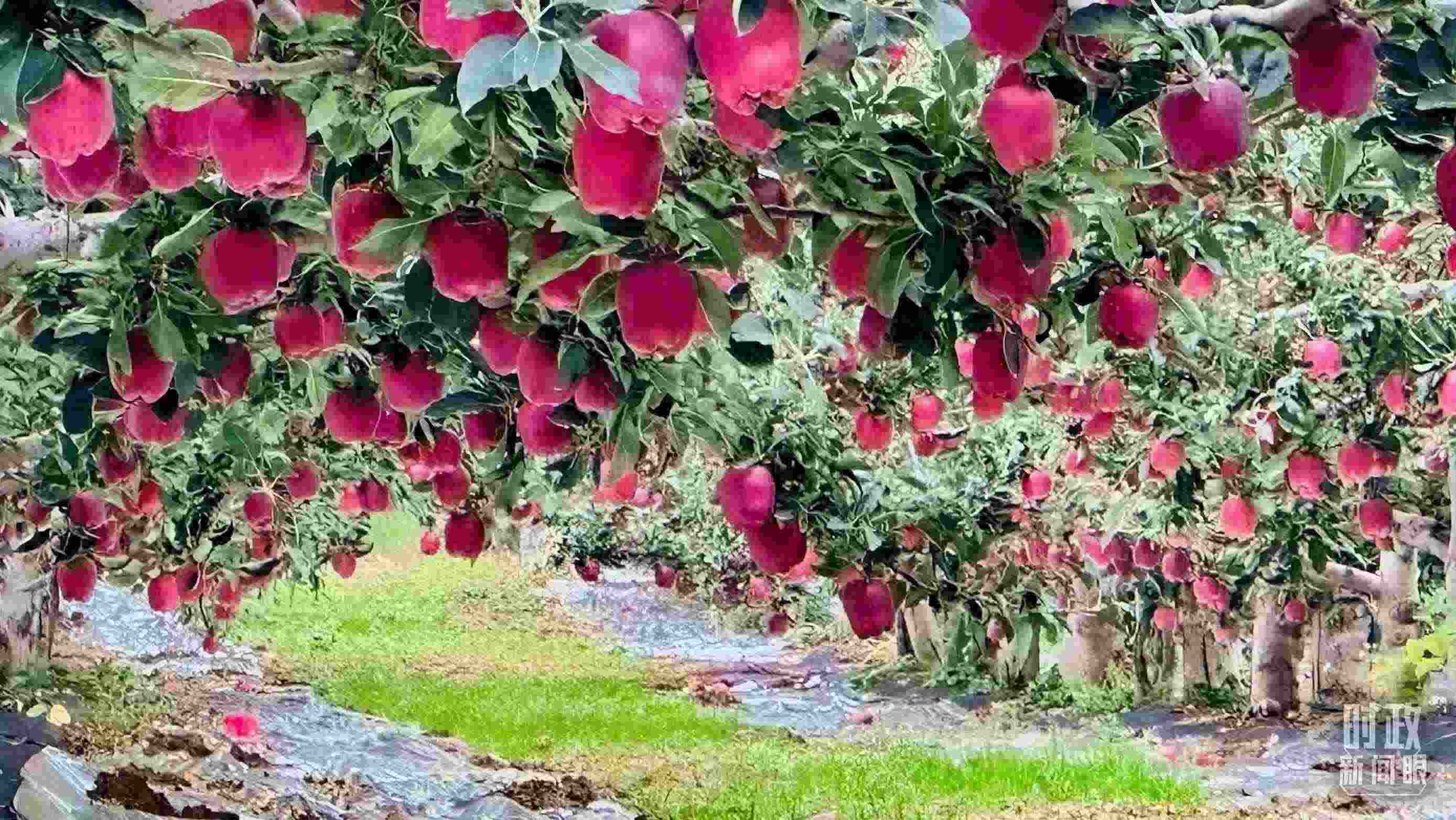 △ 麥積區(qū)南山花牛蘋果基地。（總臺(tái)央視記者范一鳴拍攝）
