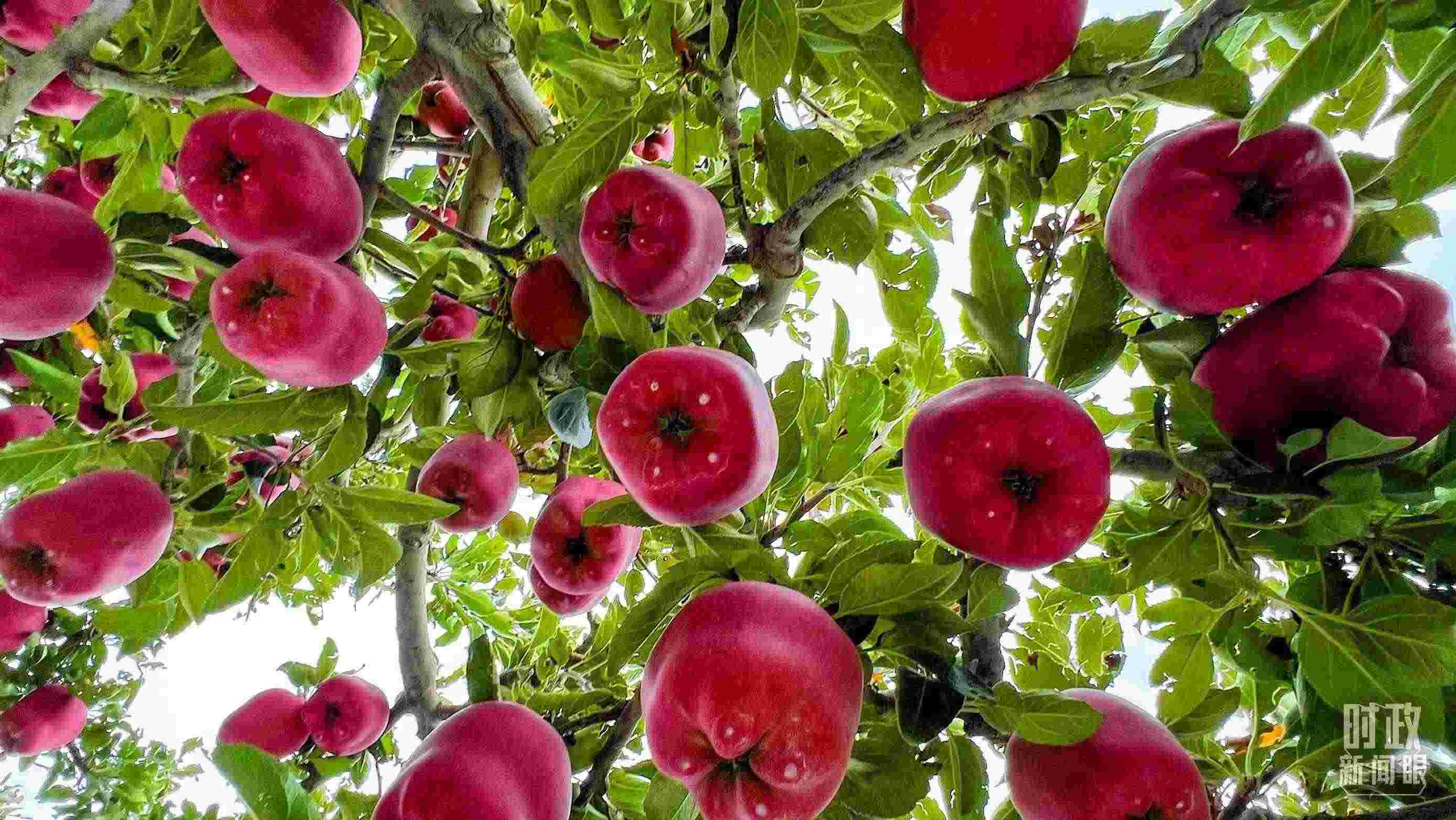 △ 麥積區(qū)南山花牛蘋果基地。（總臺(tái)央視記者程鋮拍攝）