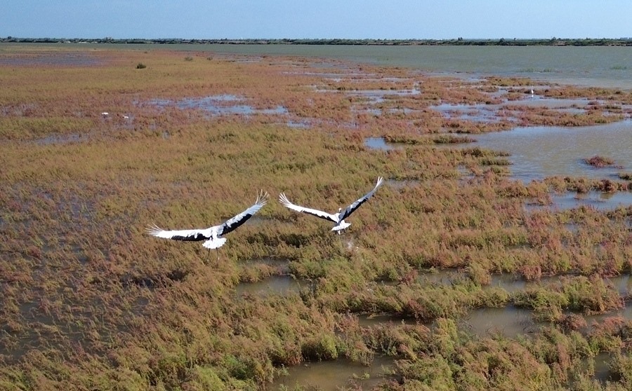 2024年8月28日，丹頂鶴在黃河三角洲國家級自然保護(hù)區(qū)展翅翱翔（無人機(jī)照片）。新華社記者 徐速繪 攝