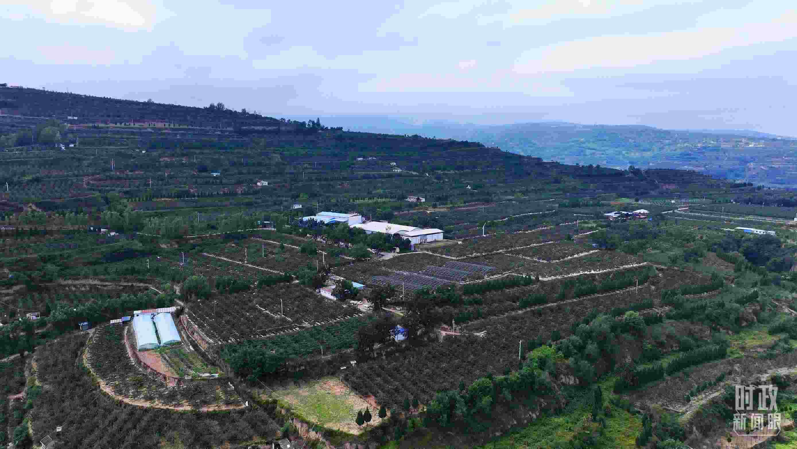 △ 麥積區(qū)南山花牛蘋果基地。（總臺(tái)央視記者范凱拍攝）