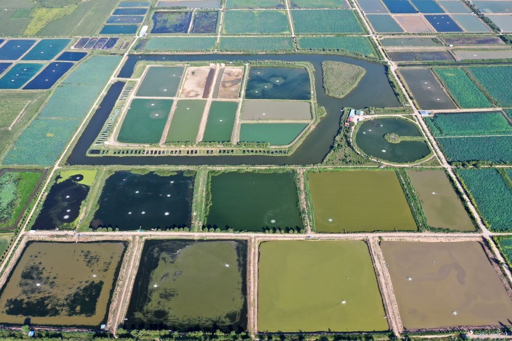 2024年8月13日在山西省臨猗縣薛公村拍攝的蟹塘（無人機(jī)照片）。薛公村位于黃河岸邊，有5000多畝黃河灘涂和近5000畝荒溝。當(dāng)?shù)赝ㄟ^將荒溝和灘涂進(jìn)行整合，發(fā)展特色水產(chǎn)養(yǎng)殖，讓守著黃河水、住在黃河灘的薛公村村民有了新的致富路。
