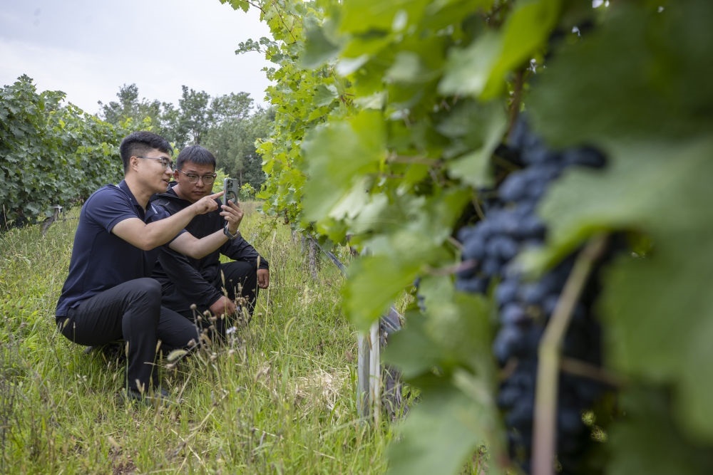 2024年8月15日，技術(shù)人員（左）和工作人員在寧夏銀川市西夏區(qū)的一個(gè)葡萄園工作。為推動(dòng)黃河流域生態(tài)保護(hù)和高質(zhì)量發(fā)展先行區(qū)建設(shè)，銀川市積極打造高標(biāo)準(zhǔn)葡萄園，借助各種傳感器監(jiān)測(cè)釀酒葡萄的生長(zhǎng)狀態(tài)，實(shí)現(xiàn)精準(zhǔn)灌溉，從而高效節(jié)約黃河水。