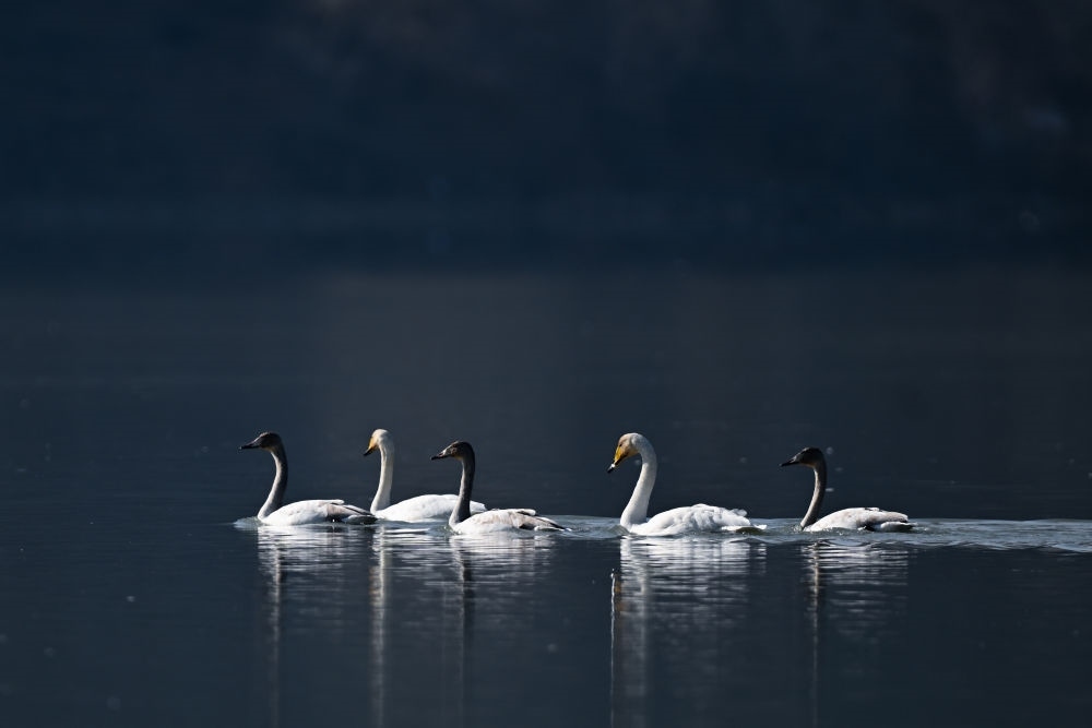 2023年11月30日，天鵝在青海省海東市化隆回族自治縣群科鎮(zhèn)境內(nèi)的黃河上游弋。近年來，青海省加大力度保護(hù)治理境內(nèi)黃河流域，改善當(dāng)?shù)厣鷳B(tài)環(huán)境，為越冬候鳥提供良好棲息地。