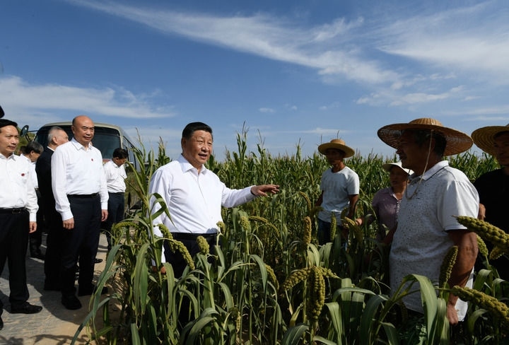 2021年9月13日至14日，中共中央總書記、國家主席、中央軍委主席習(xí)近平在陜西省榆林市考察。這是13日下午，習(xí)近平在米脂縣銀州街道高西溝村臨時下車，察看糧食作物長勢，同正在田間勞作的老鄉(xiāng)拉家常。新華社記者 李學(xué)仁 攝