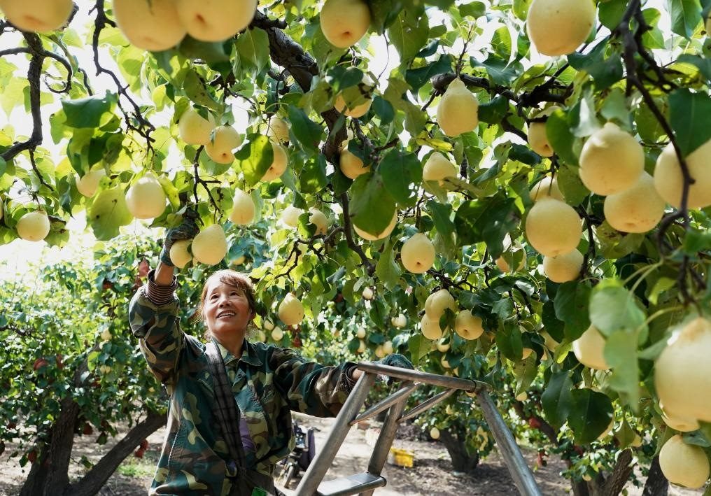 9月13日，河北省晉州市的農(nóng)民在果園采摘鴨梨。新華社記者楊世堯 攝
