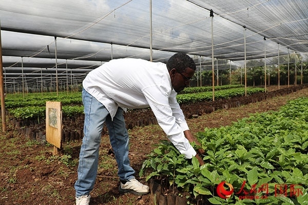 農(nóng)場協(xié)調(diào)員艾哈邁德·耶曼正在檢查咖啡幼苗。人民網(wǎng)記者 沈小曉攝