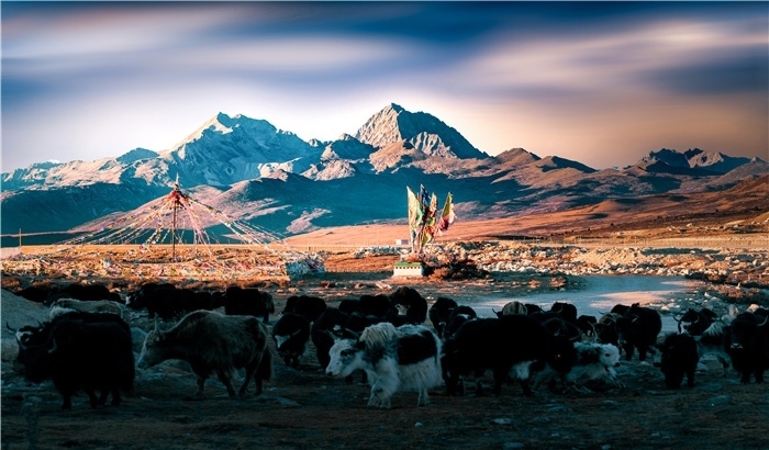 雅拉雪山上的牦牛群。蕭旺擺攝