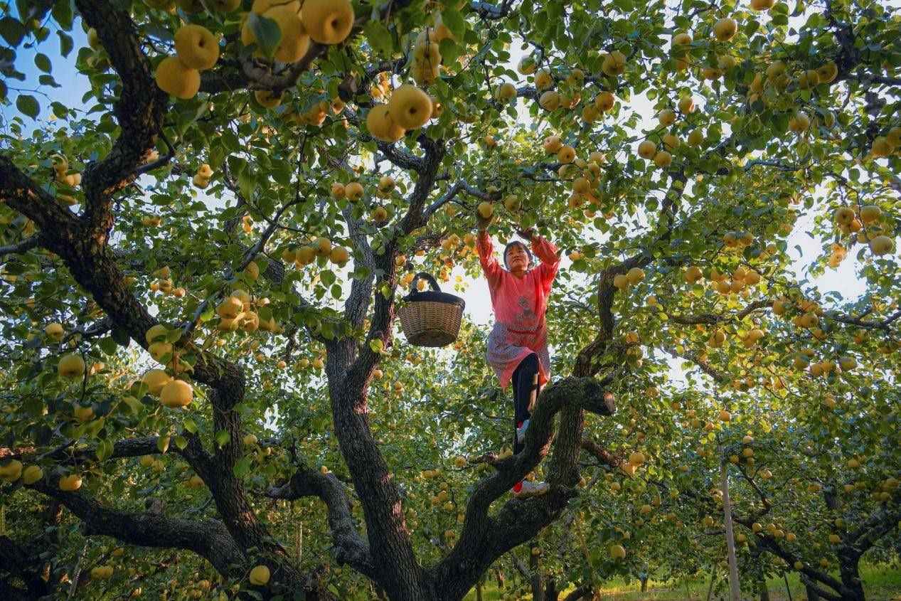 2024年10月4日，安徽省宿州市碭山縣程莊鎮(zhèn)衡樓村百年老梨園里，梨農(nóng)在忙著采摘酥梨。來源:人民圖片