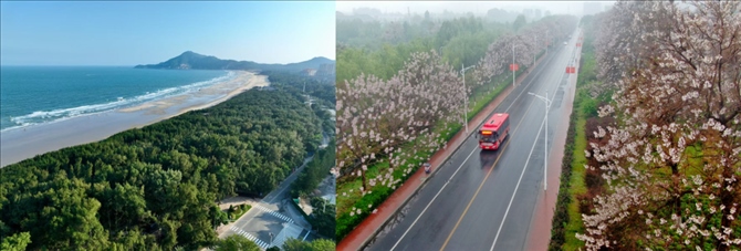 拼版照片：左圖為位于東山縣金鑾灣沿岸的木麻黃防護林帶（無人機照片，新華社記者 姜克紅 攝）；右圖為2021年4月20日在蘭考縣焦裕祿干部學(xué)院附近拍攝的泡桐花（無人機照片，新華社記者 郝源 攝）。