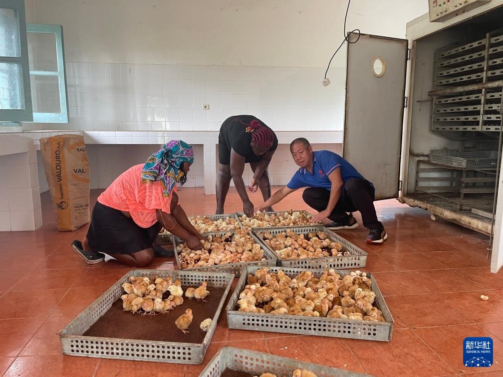 中國援圣普農(nóng)牧業(yè)技術(shù)項(xiàng)目組專家在圣多美和普林西比家禽繁育中心指導(dǎo)雛雞人工孵化技術(shù)（2024年10月8日攝）。新華社發(fā)（中國援圣普農(nóng)技組供圖）