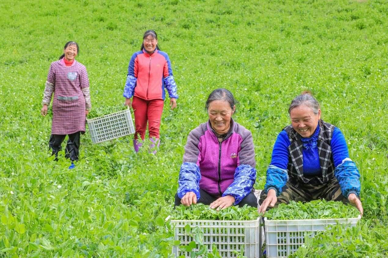 在四川省阿壩藏族羌族自治州馬爾康市馬爾康鎮(zhèn)納足村，當(dāng)季蔬菜喜獲豐收，群眾正在忙著采收、裝箱供應(yīng)市場(chǎng)。來(lái)源：人民圖片