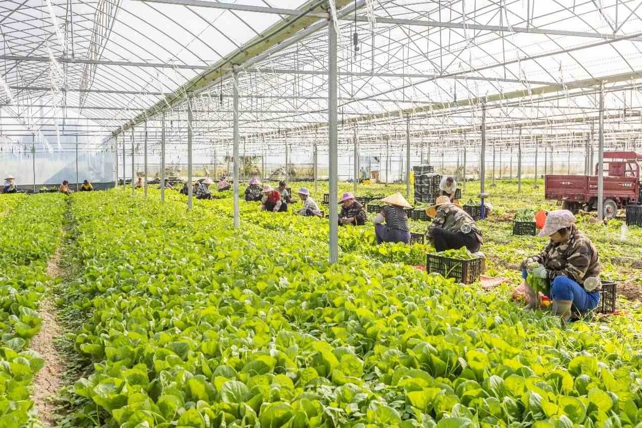 2024年10月8日，在廣西梧州市蒙山縣文圩鎮(zhèn)大明村一個(gè)大棚蔬菜基地內(nèi)，民工在采摘、包裝包心菜，準(zhǔn)備運(yùn)銷(xiāo)外地。來(lái)源：人民圖片