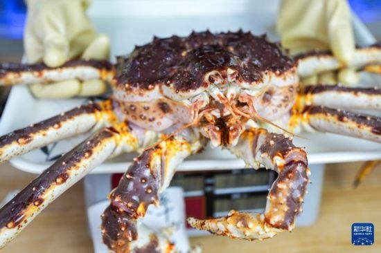 這是9月20日在吉林省琿春市的東北亞跨境電商產(chǎn)業(yè)園內(nèi)的帝王蟹保稅店拍攝的帝王蟹。新華社記者 許暢 攝