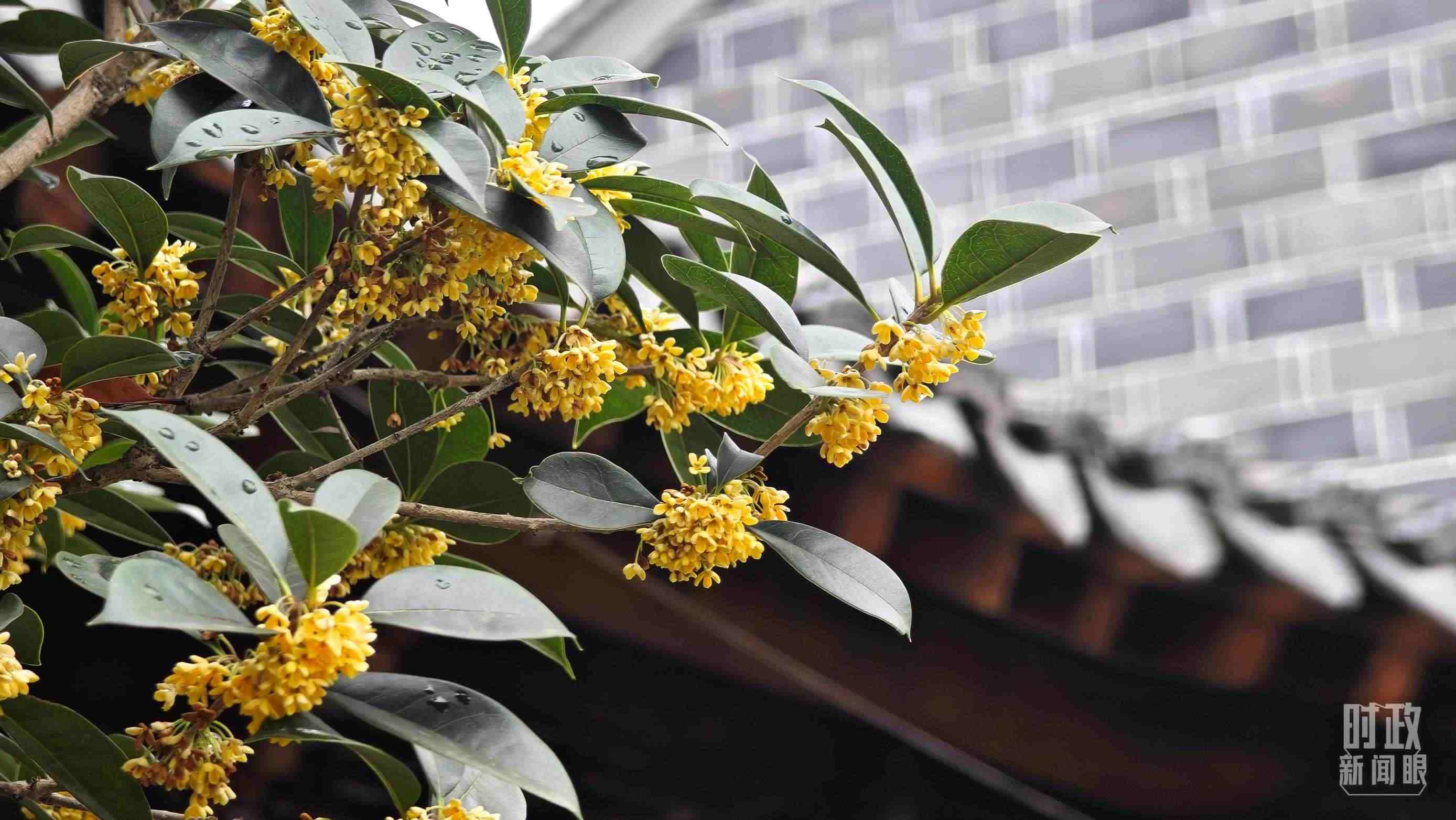 △六尺巷。（總臺(tái)央視記者趙化、彭漢明拍攝）