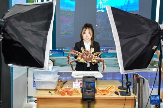 9月20日，在吉林省琿春市的帝王蟹保稅店內(nèi)，工作人員進(jìn)行網(wǎng)絡(luò)直播售賣(mài)帝王蟹。新華社記者 許暢 攝
