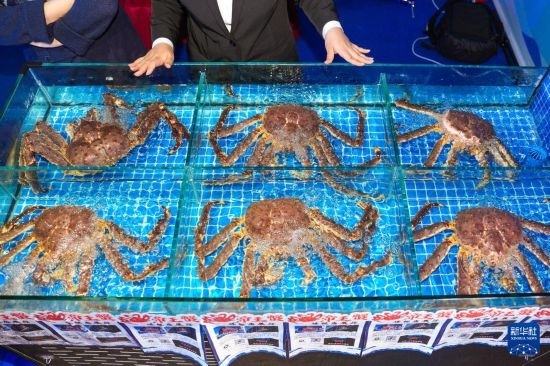 這是9月19日拍攝的吉林省琿春市一商家所售賣(mài)的帝王蟹。新華社記者 許暢 攝