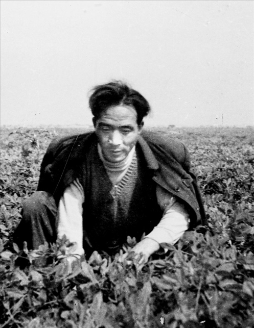 在蘭考期間，焦裕祿在田間勞動的情景。