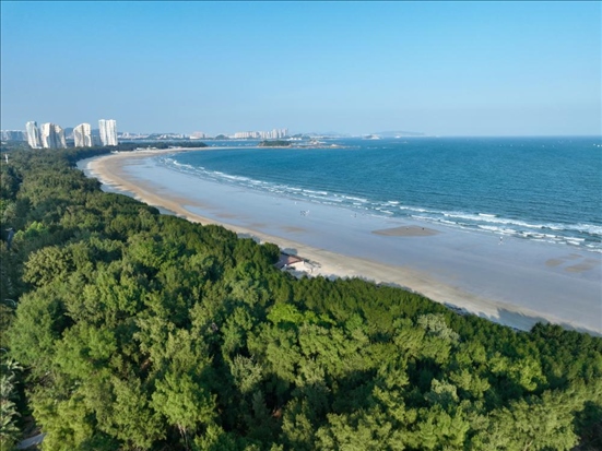 郁郁蔥蔥的東山縣沿海防護林（無人機拍攝）。新華社記者 姜克紅 攝